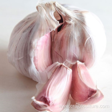 Fresh Chesnok Red Garlic For Export